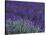 Lavender Fields in Sequim, Olympic Peninsula, Washington, USA-Jamie & Judy Wild-Stretched Canvas