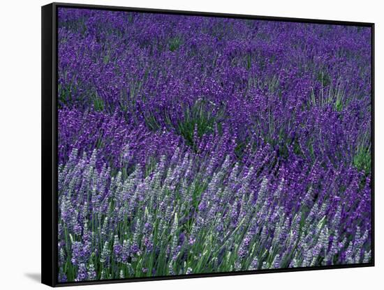 Lavender Fields in Sequim, Olympic Peninsula, Washington, USA-Jamie & Judy Wild-Framed Stretched Canvas