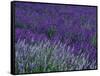 Lavender Fields in Sequim, Olympic Peninsula, Washington, USA-Jamie & Judy Wild-Framed Stretched Canvas