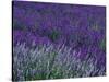 Lavender Fields in Sequim, Olympic Peninsula, Washington, USA-Jamie & Judy Wild-Stretched Canvas