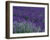 Lavender Fields in Sequim, Olympic Peninsula, Washington, USA-Jamie & Judy Wild-Framed Premium Photographic Print