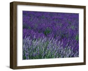 Lavender Fields in Sequim, Olympic Peninsula, Washington, USA-Jamie & Judy Wild-Framed Premium Photographic Print