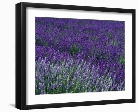 Lavender Fields in Sequim, Olympic Peninsula, Washington, USA-Jamie & Judy Wild-Framed Premium Photographic Print