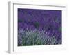 Lavender Fields in Sequim, Olympic Peninsula, Washington, USA-Jamie & Judy Wild-Framed Premium Photographic Print