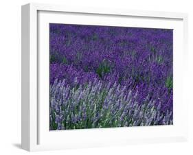 Lavender Fields in Sequim, Olympic Peninsula, Washington, USA-Jamie & Judy Wild-Framed Premium Photographic Print