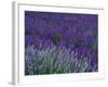 Lavender Fields in Sequim, Olympic Peninsula, Washington, USA-Jamie & Judy Wild-Framed Premium Photographic Print