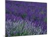 Lavender Fields in Sequim, Olympic Peninsula, Washington, USA-Jamie & Judy Wild-Mounted Premium Photographic Print