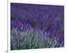 Lavender Fields in Sequim, Olympic Peninsula, Washington, USA-Jamie & Judy Wild-Framed Premium Photographic Print