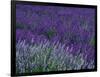 Lavender Fields in Sequim, Olympic Peninsula, Washington, USA-Jamie & Judy Wild-Framed Premium Photographic Print