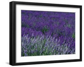 Lavender Fields in Sequim, Olympic Peninsula, Washington, USA-Jamie & Judy Wild-Framed Photographic Print