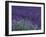 Lavender Fields in Sequim, Olympic Peninsula, Washington, USA-Jamie & Judy Wild-Framed Photographic Print