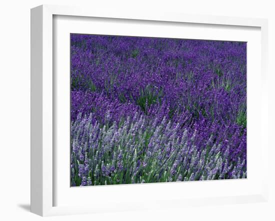 Lavender Fields in Sequim, Olympic Peninsula, Washington, USA-Jamie & Judy Wild-Framed Photographic Print