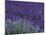 Lavender Fields in Sequim, Olympic Peninsula, Washington, USA-Jamie & Judy Wild-Mounted Photographic Print