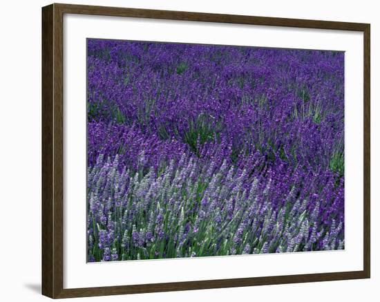 Lavender Fields in Sequim, Olympic Peninsula, Washington, USA-Jamie & Judy Wild-Framed Photographic Print