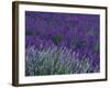 Lavender Fields in Sequim, Olympic Peninsula, Washington, USA-Jamie & Judy Wild-Framed Photographic Print