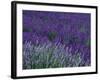 Lavender Fields in Sequim, Olympic Peninsula, Washington, USA-Jamie & Judy Wild-Framed Photographic Print