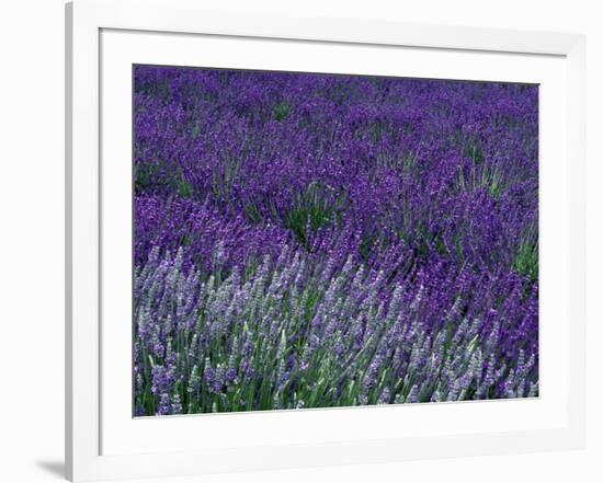 Lavender Fields in Sequim, Olympic Peninsula, Washington, USA-Jamie & Judy Wild-Framed Photographic Print