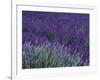 Lavender Fields in Sequim, Olympic Peninsula, Washington, USA-Jamie & Judy Wild-Framed Photographic Print