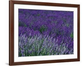 Lavender Fields in Sequim, Olympic Peninsula, Washington, USA-Jamie & Judy Wild-Framed Photographic Print