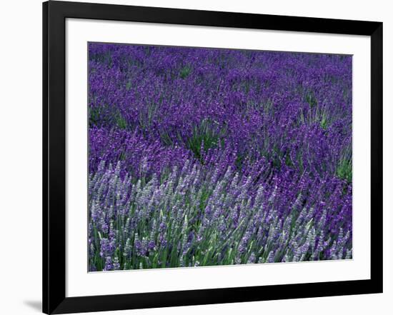 Lavender Fields in Sequim, Olympic Peninsula, Washington, USA-Jamie & Judy Wild-Framed Photographic Print