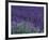 Lavender Fields in Sequim, Olympic Peninsula, Washington, USA-Jamie & Judy Wild-Framed Photographic Print