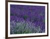 Lavender Fields in Sequim, Olympic Peninsula, Washington, USA-Jamie & Judy Wild-Framed Photographic Print