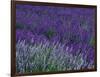 Lavender Fields in Sequim, Olympic Peninsula, Washington, USA-Jamie & Judy Wild-Framed Photographic Print