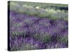 Lavender Fields in Sequim, Olympic Peninsula, Washington, USA-Jamie & Judy Wild-Stretched Canvas