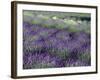Lavender Fields in Sequim, Olympic Peninsula, Washington, USA-Jamie & Judy Wild-Framed Photographic Print