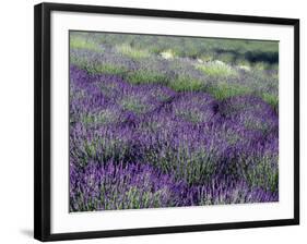 Lavender Fields in Sequim, Olympic Peninsula, Washington, USA-Jamie & Judy Wild-Framed Photographic Print