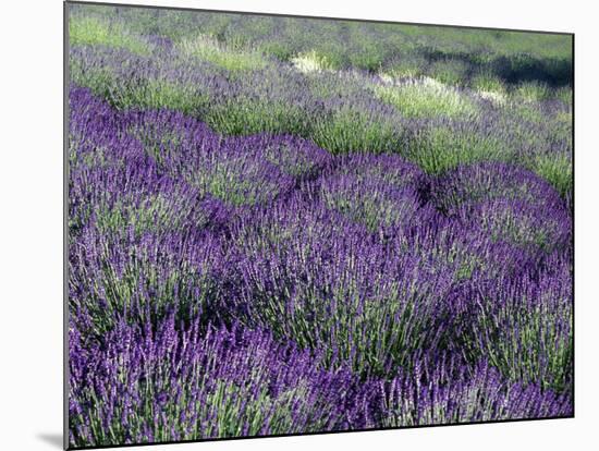 Lavender Fields in Sequim, Olympic Peninsula, Washington, USA-Jamie & Judy Wild-Mounted Photographic Print