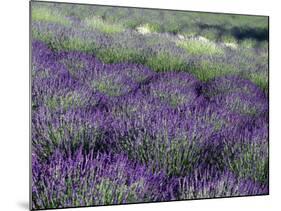 Lavender Fields in Sequim, Olympic Peninsula, Washington, USA-Jamie & Judy Wild-Mounted Photographic Print