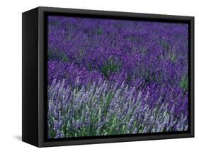Lavender Fields in Sequim, Olympic Peninsula, Washington, USA-Jamie & Judy Wild-Framed Stretched Canvas