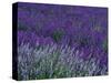 Lavender Fields in Sequim, Olympic Peninsula, Washington, USA-Jamie & Judy Wild-Stretched Canvas