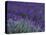 Lavender Fields in Sequim, Olympic Peninsula, Washington, USA-Jamie & Judy Wild-Stretched Canvas