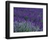 Lavender Fields in Sequim, Olympic Peninsula, Washington, USA-Jamie & Judy Wild-Framed Premium Photographic Print