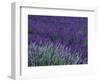 Lavender Fields in Sequim, Olympic Peninsula, Washington, USA-Jamie & Judy Wild-Framed Premium Photographic Print