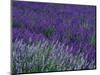 Lavender Fields in Sequim, Olympic Peninsula, Washington, USA-Jamie & Judy Wild-Mounted Premium Photographic Print