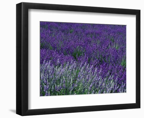 Lavender Fields in Sequim, Olympic Peninsula, Washington, USA-Jamie & Judy Wild-Framed Photographic Print