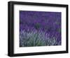 Lavender Fields in Sequim, Olympic Peninsula, Washington, USA-Jamie & Judy Wild-Framed Photographic Print