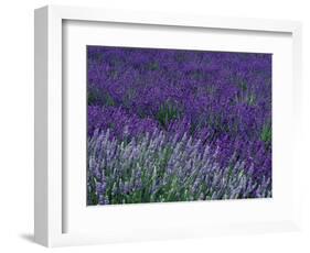 Lavender Fields in Sequim, Olympic Peninsula, Washington, USA-Jamie & Judy Wild-Framed Photographic Print