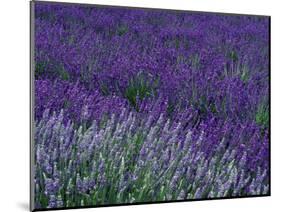 Lavender Fields in Sequim, Olympic Peninsula, Washington, USA-Jamie & Judy Wild-Mounted Photographic Print