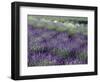 Lavender Fields in Sequim, Olympic Peninsula, Washington, USA-Jamie & Judy Wild-Framed Photographic Print