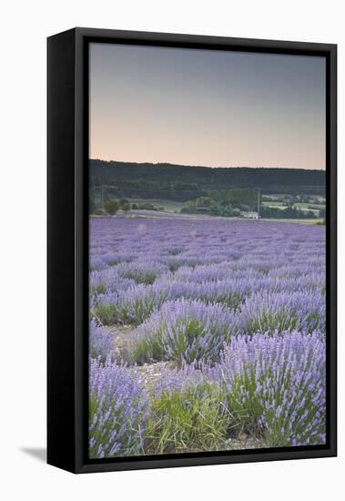 Lavender Fields Near Sault, Vaucluse, Provence, France, Europe-Julian Elliott-Framed Stretched Canvas