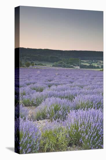 Lavender Fields Near Sault, Vaucluse, Provence, France, Europe-Julian Elliott-Stretched Canvas