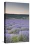 Lavender Fields Near Sault, Vaucluse, Provence, France, Europe-Julian Elliott-Stretched Canvas