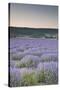 Lavender Fields Near Sault, Vaucluse, Provence, France, Europe-Julian Elliott-Stretched Canvas