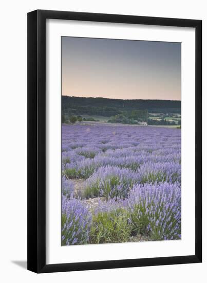 Lavender Fields Near Sault, Vaucluse, Provence, France, Europe-Julian Elliott-Framed Photographic Print