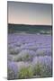 Lavender Fields Near Sault, Vaucluse, Provence, France, Europe-Julian Elliott-Mounted Photographic Print
