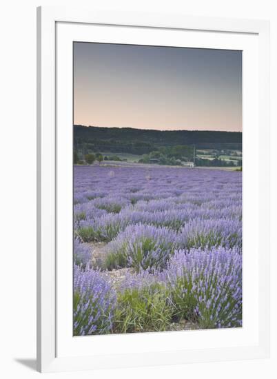 Lavender Fields Near Sault, Vaucluse, Provence, France, Europe-Julian Elliott-Framed Photographic Print